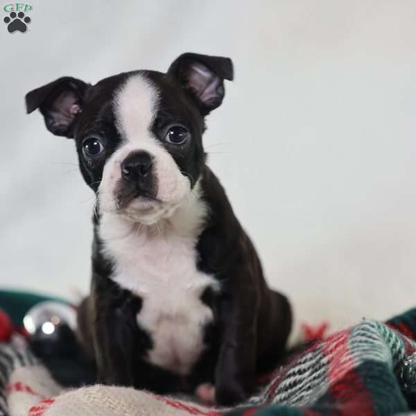 Derby, Boston Terrier Puppy